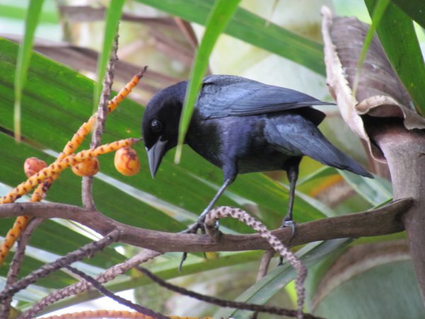 Photo (1): White-lined Tanager