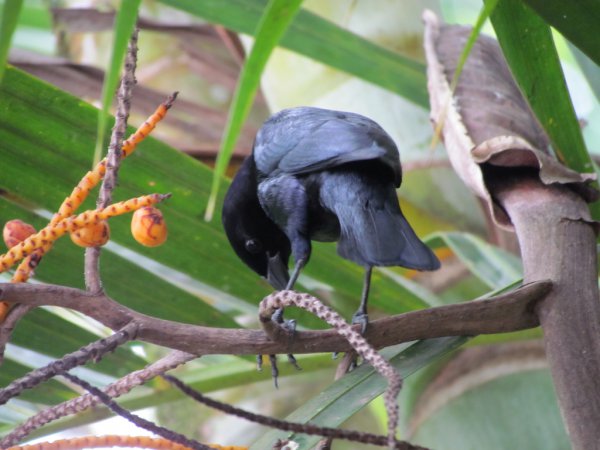 Photo (12): White-lined Tanager