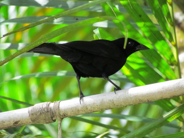 Photo (17): White-lined Tanager