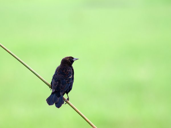 Photo (10): White-lined Tanager