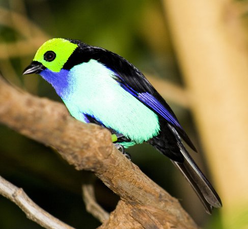 Photo (3): Paradise Tanager