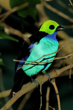 Photo (5): Paradise Tanager