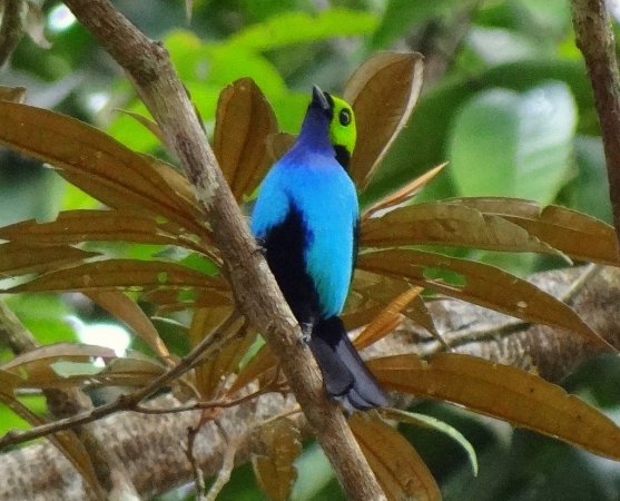 Photo (9): Paradise Tanager