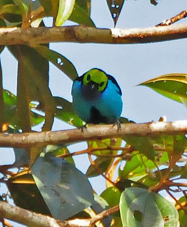 Photo (10): Paradise Tanager
