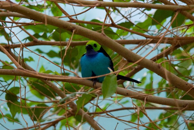 Photo (11): Paradise Tanager