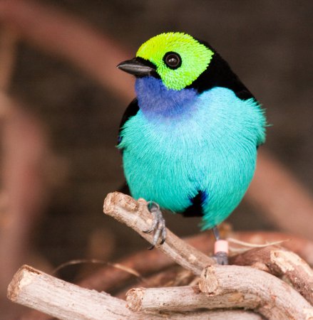 Photo (1): Paradise Tanager