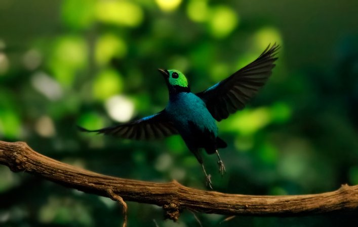 Photo (4): Paradise Tanager