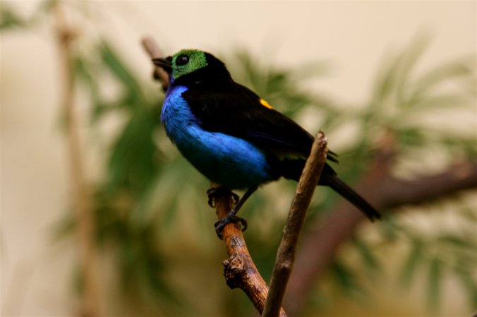 Photo (12): Paradise Tanager