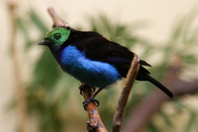 Photo (8): Paradise Tanager