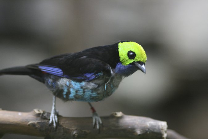 Photo (6): Paradise Tanager