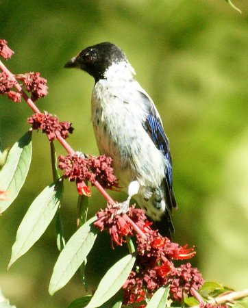 Photo (4): Black-headed Tanager