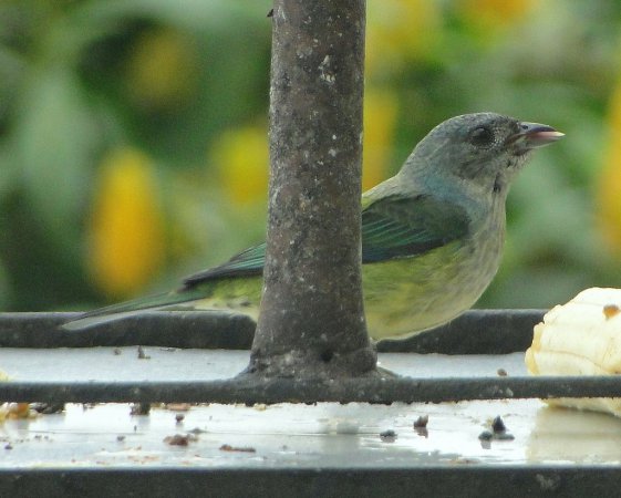 Photo (5): Black-headed Tanager