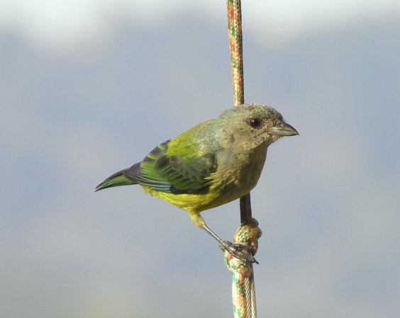 Photo (2): Black-headed Tanager