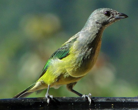 Photo (3): Black-headed Tanager