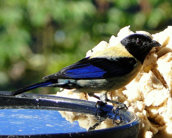 Photo (1): Black-headed Tanager