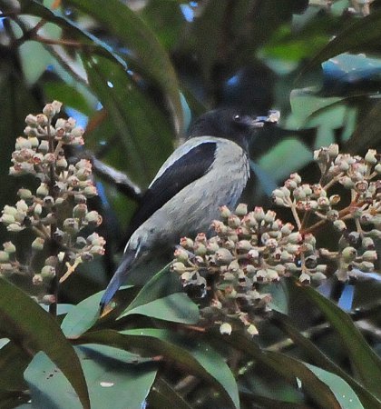 Photo (6): Black-headed Tanager