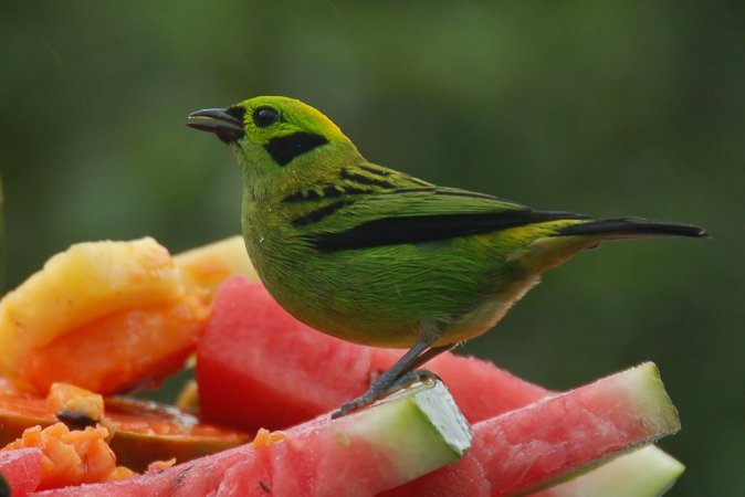 Photo (2): Emerald Tanager