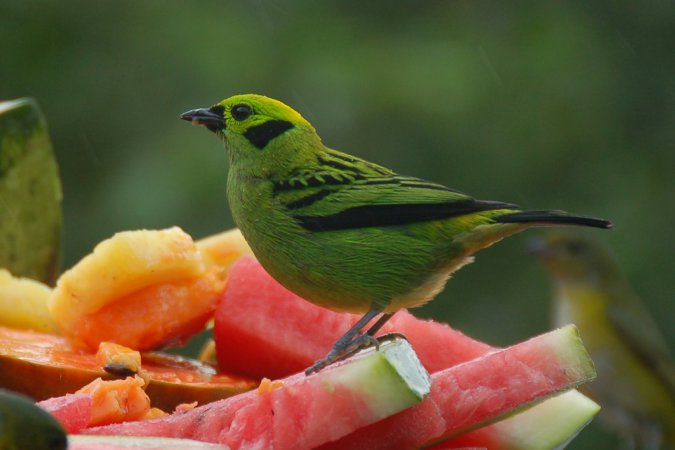 Photo (1): Emerald Tanager