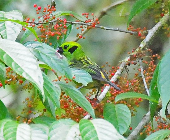 Photo (3): Emerald Tanager