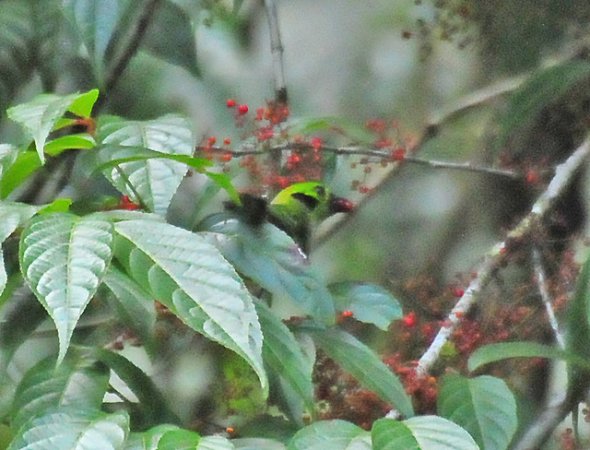 Photo (4): Emerald Tanager
