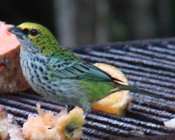 Photo (8): Speckled Tanager
