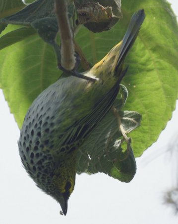 Photo (9): Speckled Tanager