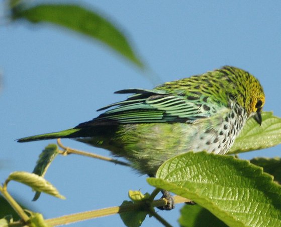 Photo (15): Speckled Tanager