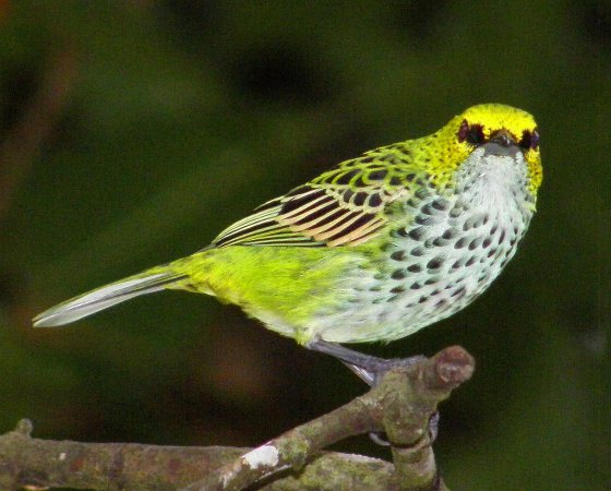 Photo (7): Speckled Tanager