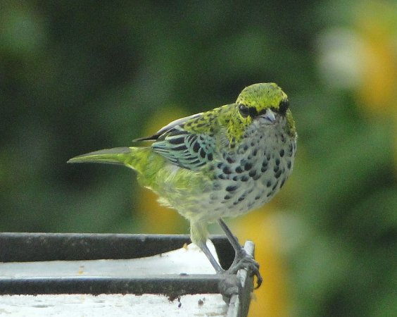 Photo (10): Speckled Tanager