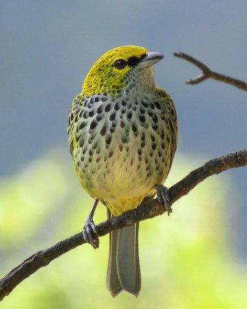 Photo (16): Speckled Tanager