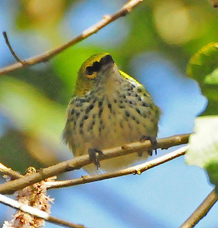 Photo (14): Speckled Tanager