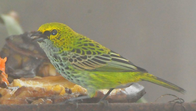 Photo (13): Speckled Tanager