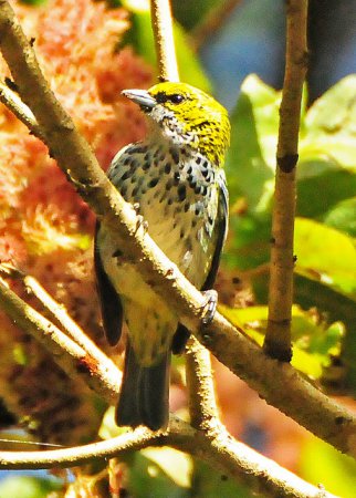 Photo (2): Speckled Tanager