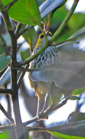 Photo (1): Speckled Tanager