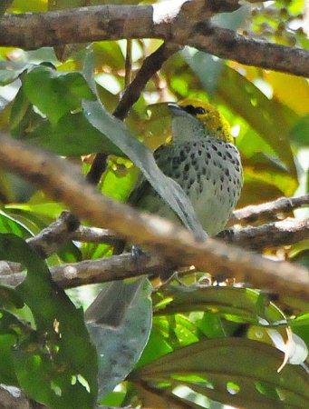 Photo (12): Speckled Tanager