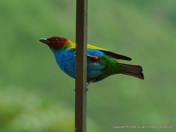 Photo (5): Bay-headed Tanager
