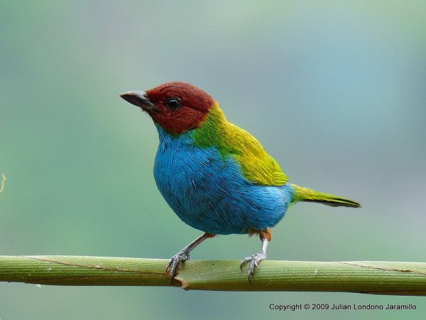 Photo (1): Bay-headed Tanager