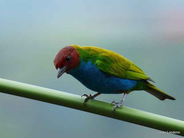 Photo (2): Bay-headed Tanager