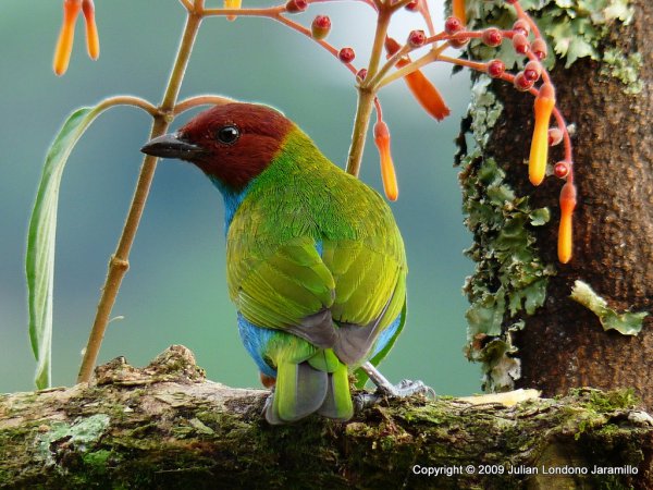 Photo (3): Bay-headed Tanager