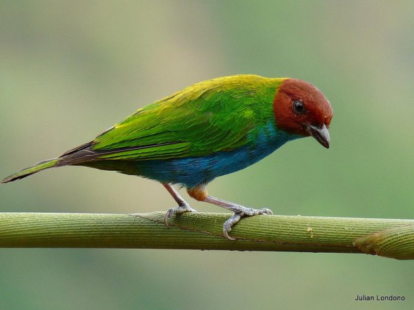Photo (4): Bay-headed Tanager