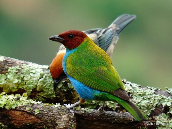 Photo (6): Bay-headed Tanager