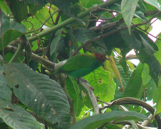 Photo (11): Bay-headed Tanager