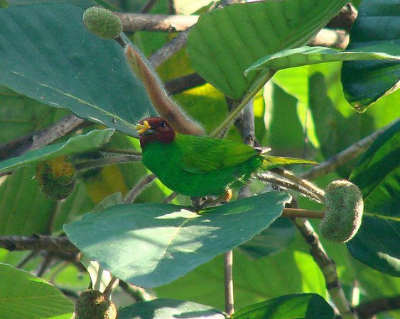 Photo (9): Bay-headed Tanager