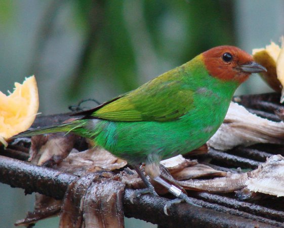 Photo (13): Bay-headed Tanager