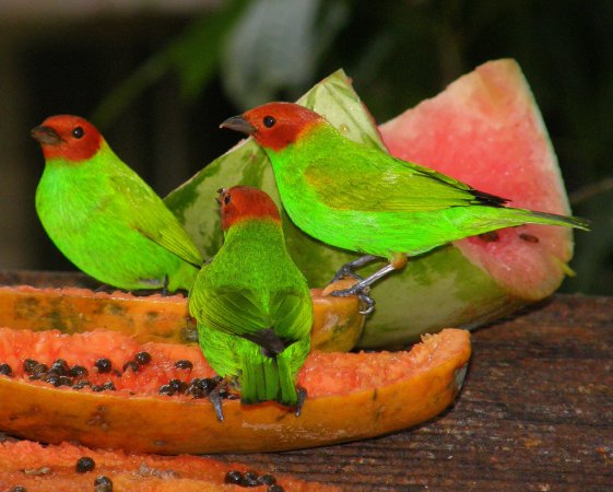 Photo (7): Bay-headed Tanager