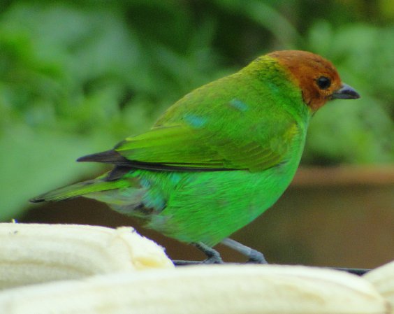 Photo (8): Bay-headed Tanager