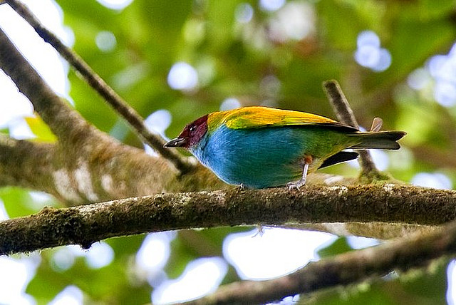 Photo (10): Bay-headed Tanager