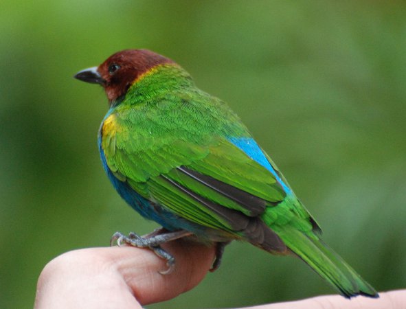 Photo (12): Bay-headed Tanager