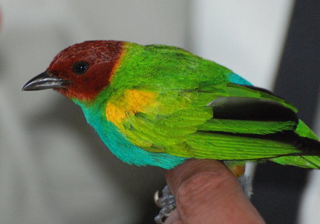 Photo (14): Bay-headed Tanager