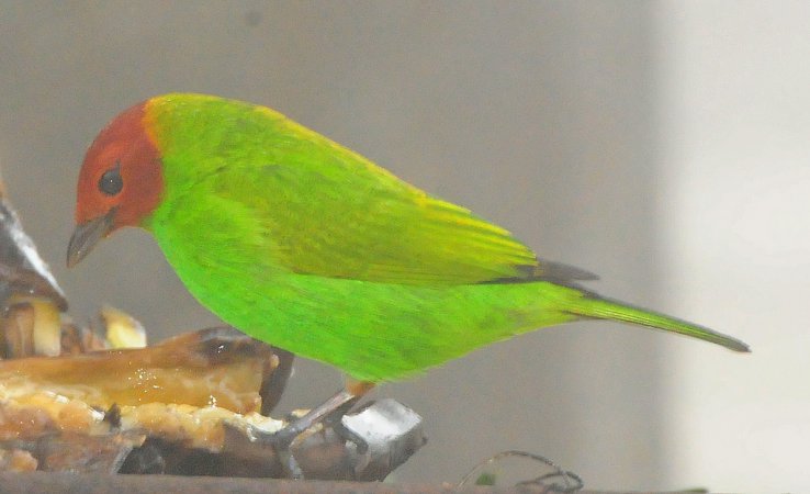 Photo (15): Bay-headed Tanager